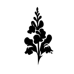 black and white Snapdragon flowers