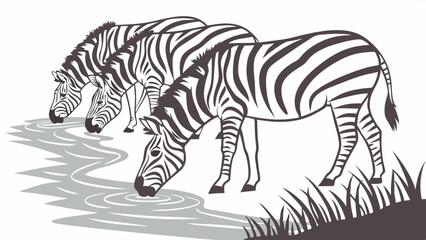 Three Zebras Drinking Water at River Edge Wildlife Scene for Nature Education and Safari Travel Promotion
