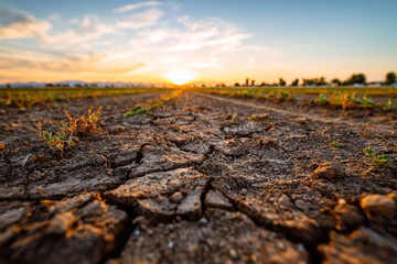 cinematic rural landscape at golden hour, wide open agricultural field with green crops in the distance, cracked dry earth in the foreground with detailed soil texture and small rocks