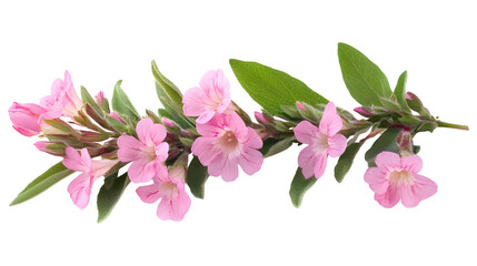 Branch of blooming pink wildflowers with green leaves isolated on transparent background