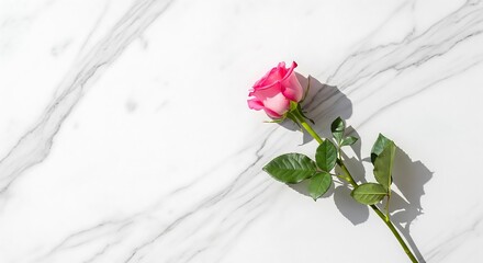 Long stemmed pink rose on white marble surface with soft natural light
