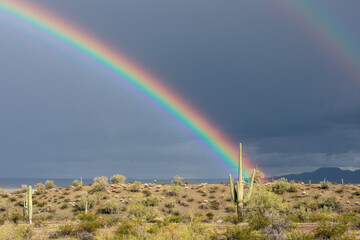 Rainbow over a Saguaro Cactus in the Arizona desert