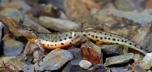 Portuguese smooth newt - male // Portugiesischer Teichmolch - M&auml;nnchen (Lissotriton maltzani) - Carrapateira, Portugal