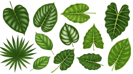 A collection of various green leaves on transparent background