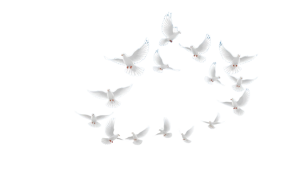 A flock of white doves flying in a circular formation on transparent background