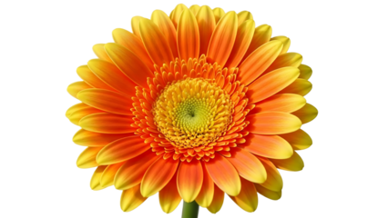 A vibrant orange flower on transparent background
