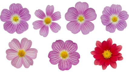 A collection of colorful flowers on transparent background