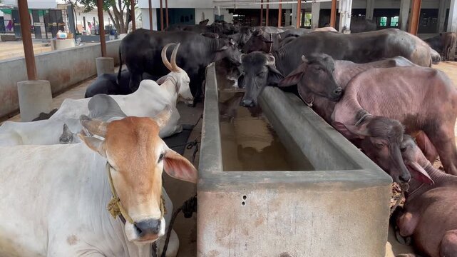 Cows and Buffaloes Feeding at Concrete Trough in Dairy Farm Shed