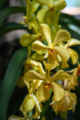 Fototapeta premium Close-Up of Yellow Orchid Flowers in Bloom with Natural Background