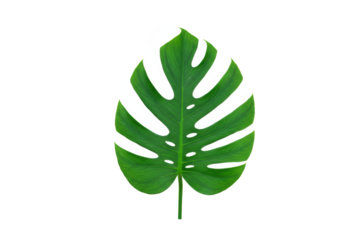 Young emerald green Monstera Deliciosa leaf with fenestrations and lobed margins, subtle sheen, on transparent studio background with copy space, tropical elegance concept