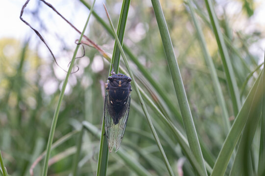 Annual cicadas or dog-day cicadas, adult, clinging to a long green plant.