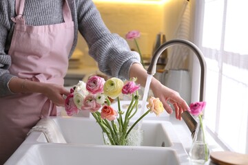 Woman taking care of cut fresh ranunculus flowers in kitchen, closeup
