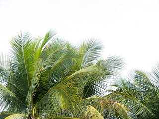 Palm tree branches with lush green fronds, gently swaying against a bright sky, conveying a sense of tropical tranquility and freshness