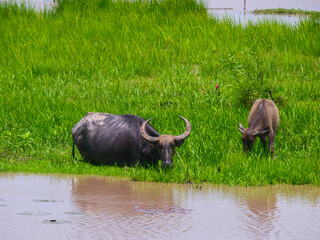 Water buffaloes grazing peacefully by the riverbank. This image captures the beauty of wildlife in its natural habitat