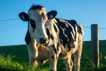 Prim&rsquo;holstein cow on field