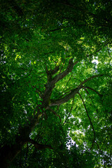 Fototapeta premium Sunlight through tree foliage in summer