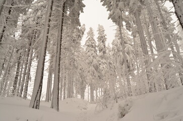 Śnieżne giganty © Tomasz