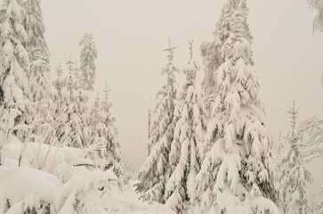 Śnieżne choinki © Tomasz