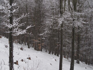 Lodowe konary © Tomasz