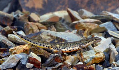 Portugiesischer Teichmolch - M&auml;nnchen // Portuguese smooth newt - male (Lissotriton maltzani) - Carrapateira, Portugal