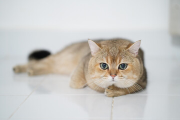 Fluffy cat with golden fur lies comfortably on white tiled floor, showcasing its large, expressive...