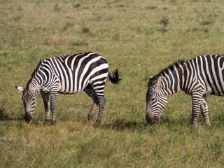 Naklejka premium Africa, savanna of kenya, Masai Mara national park. Wildlife, wild animals, travel to africa