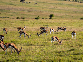 Africa, savanna of kenya, Masai Mara national park. Wildlife, wild animals, travel to africa