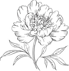 Detailed black and white line of a flower with petals and leaves