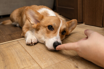puppy sleeping on the floor