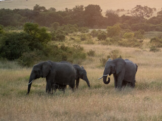 Fototapeta premium Africa, savanna of kenya, Masai Mara national park. Wildlife, wild animals, travel to africa