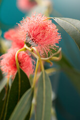 Eucalyptus flower, plant leaves. Fresh Eucalyptus blooming close up, on green background. Essential oil, aromatherapy. Australian medical plant. Vertical image, border design. 