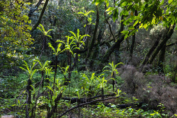 Obraz premium Löwenzahn