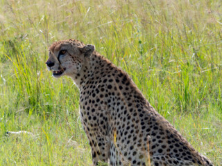 Obraz premium Africa, savanna of kenya, Masai Mara national park. Wildlife, wild animals, travel to africa