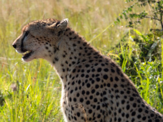 Africa, savanna of kenya, Masai Mara national park. Wildlife, wild animals, travel to africa © Fulop