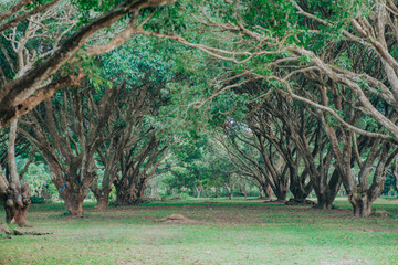 Whispering Arches: Woodland Canopy Corridor of Mango Plantation in Guimaras, Philippines