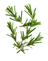 Fototapeta premium Fresh rosemary herb sprigs for cooking and seasoning