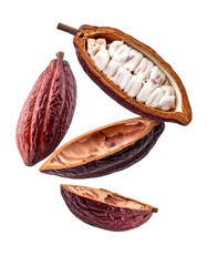 Fresh cacao pods showing raw beans for chocolate