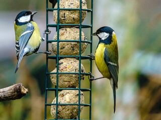 Małe ptaki ogrodowe, w tym sikorki bogatki, korzystające z karmnika podczas mroźnej zimy na tle ośnieżonego ogrodu.