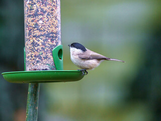 Małe ptaki ogrodowe, w tym sikorka uboga, korzystające z karmnika podczas mroźnej zimy na tle ośnieżonego ogrodu.