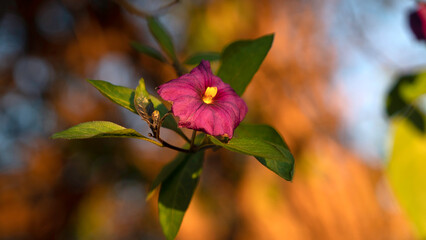 A sharp close-up shot features a vibrant purple flower with a yellow center, surrounded by green leaves, set against a warm, soft, blurred orange and yellow background.
