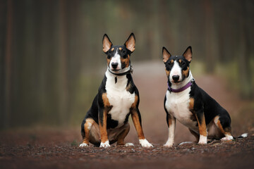 two bull terrier dogs posing together in a forest