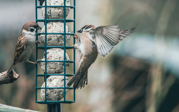 Małe ptaki ogrodowe, w tym mazurki, korzystające z karmnika podczas mroźnej zimy na tle ośnieżonego ogrodu.