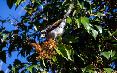 Fototapeta premium Australian Noisy Miner (Manorina melanocephala)