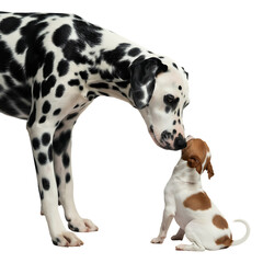 Dalmatian dog sniffing small brown and white puppy transparent background
