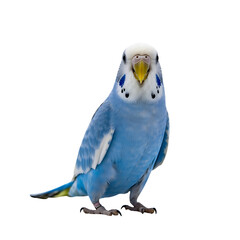 Blue and white budgie parakeet standing on Transparent Background looking ahead