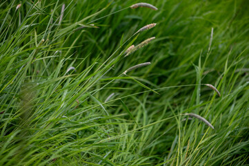 Fototapeta premium Fresh Green Grass Texture After Rain