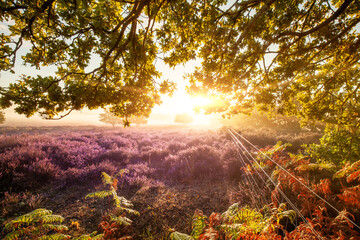 Beautiful sunrise looking through tree branches in norfolk