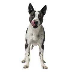 Playful dog with brown and white fur licking its nose standing alone
