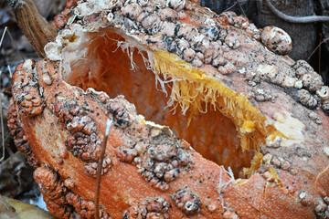 Rotting Bumpy Pumpkin