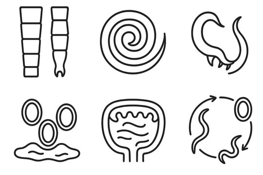 Helminth Lifecycle Icons. Line style icons of Helminth Infections: tapeworm segments, roundworm coiled, hookworm teeth, eggs in